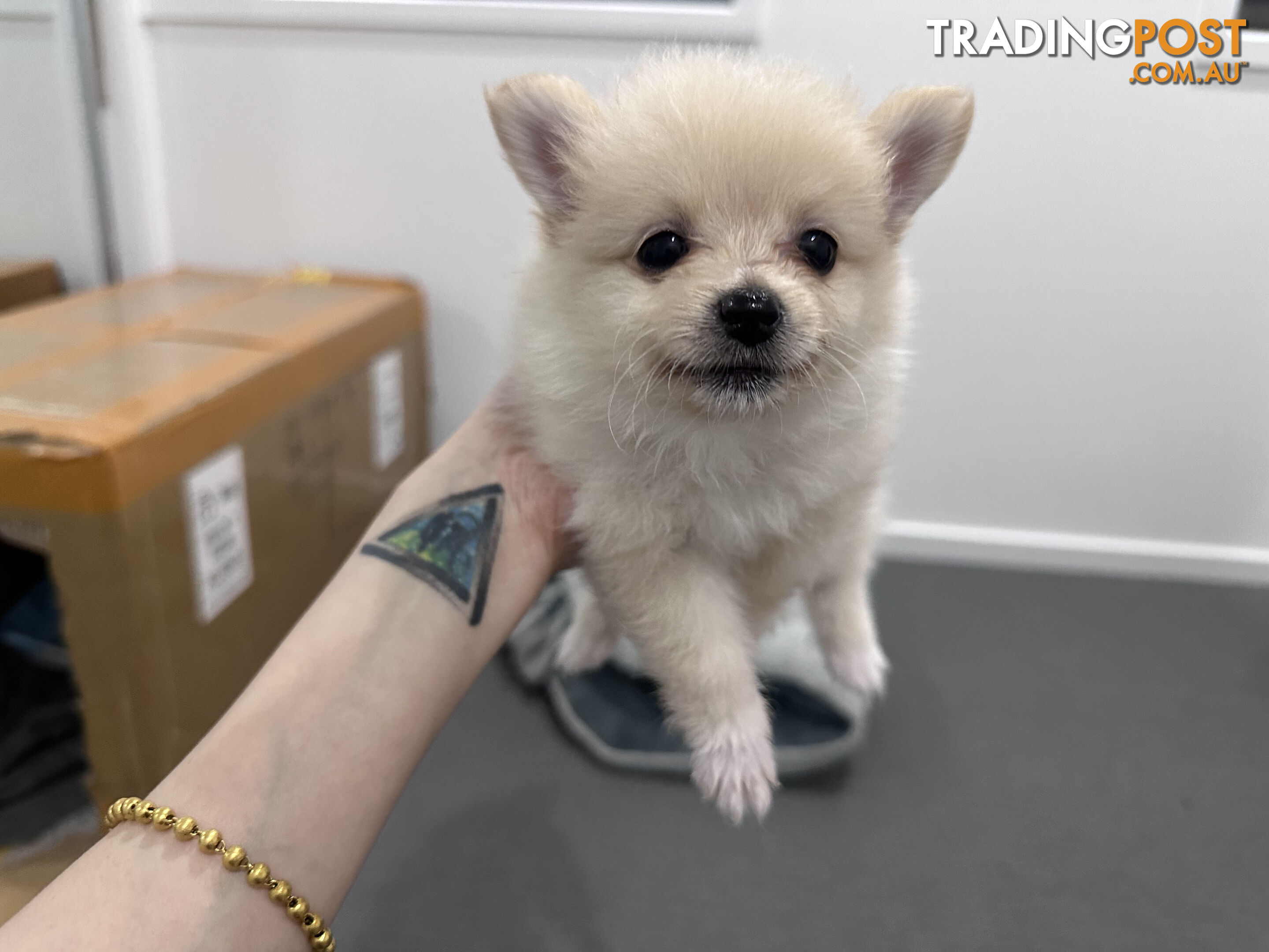 Three purebred Pomeranians find new homes