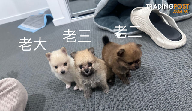 Three purebred Pomeranians find new homes