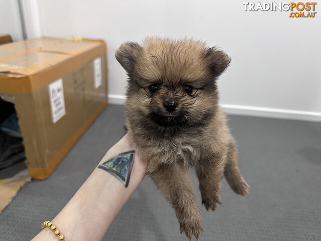 Three purebred Pomeranians find new homes