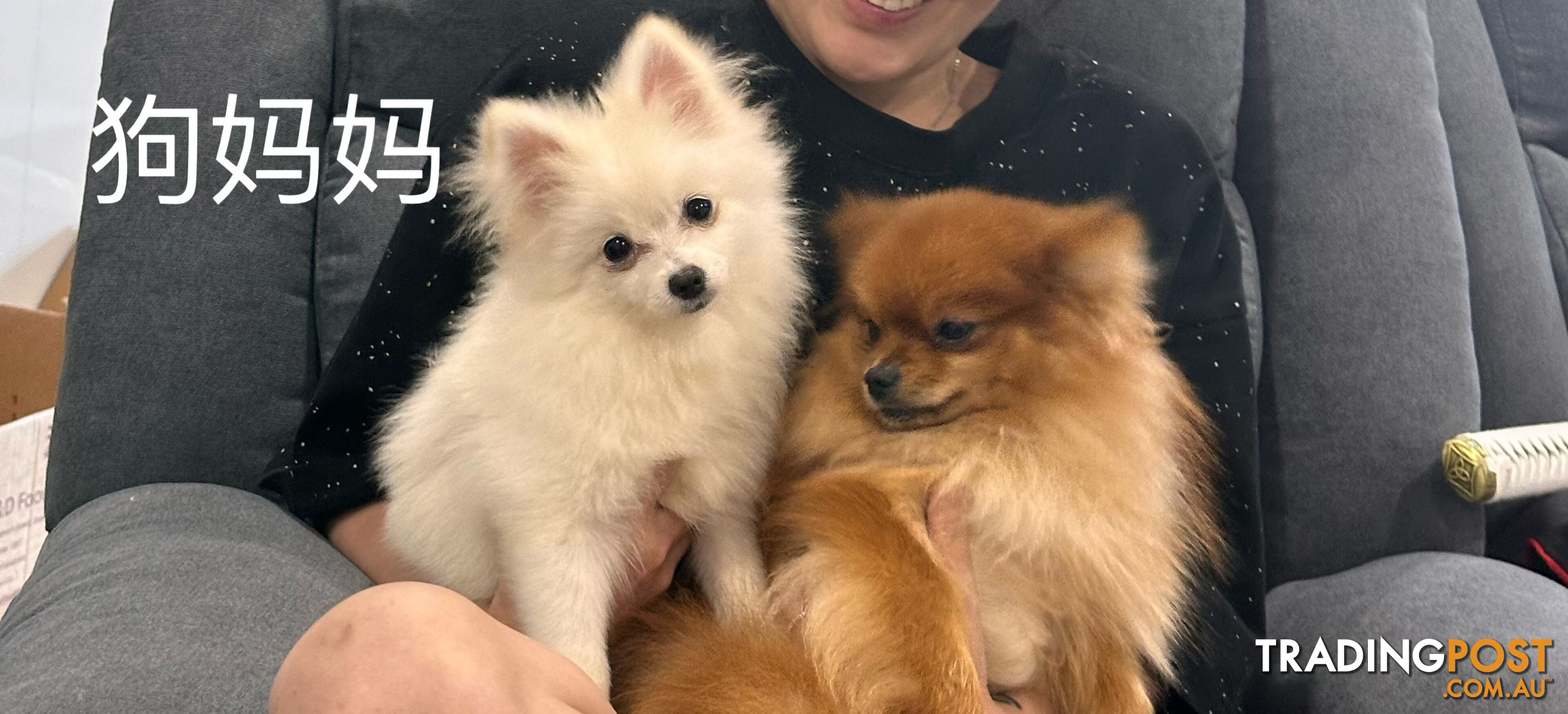 Three purebred Pomeranians find new homes