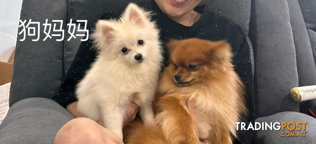 Three purebred Pomeranians find new homes