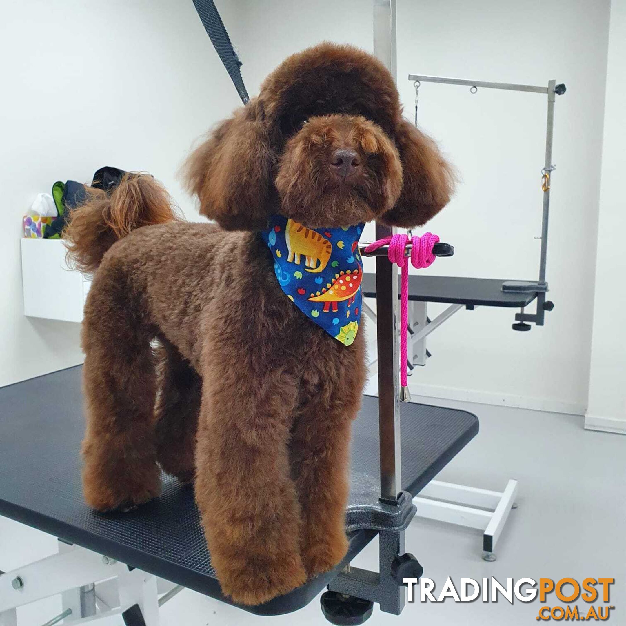 Toy Poodle Stud dog services (DNA clear)