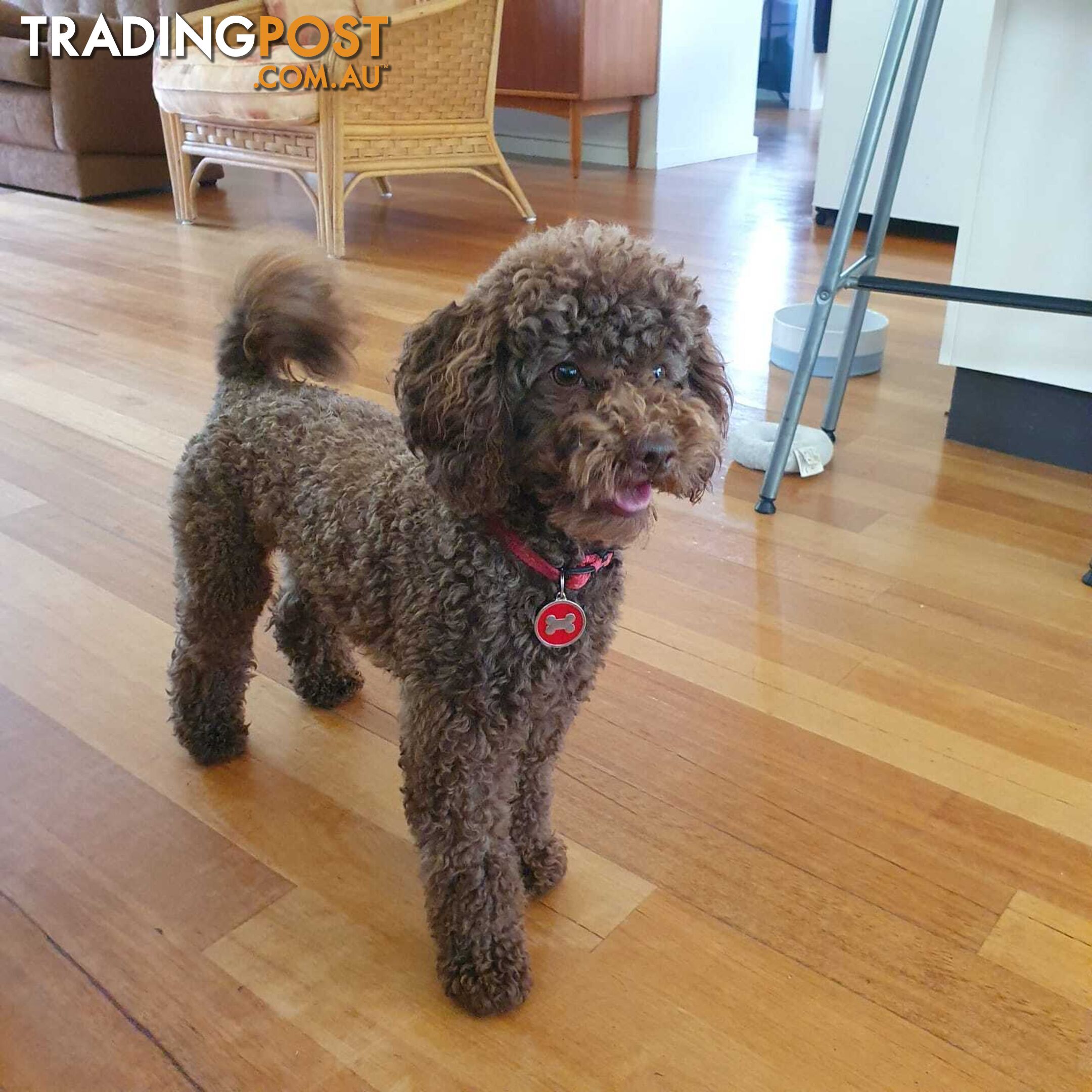 Toy Poodle Stud dog services (DNA clear)