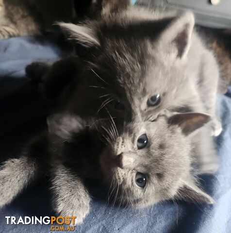 12 week old Kittens
