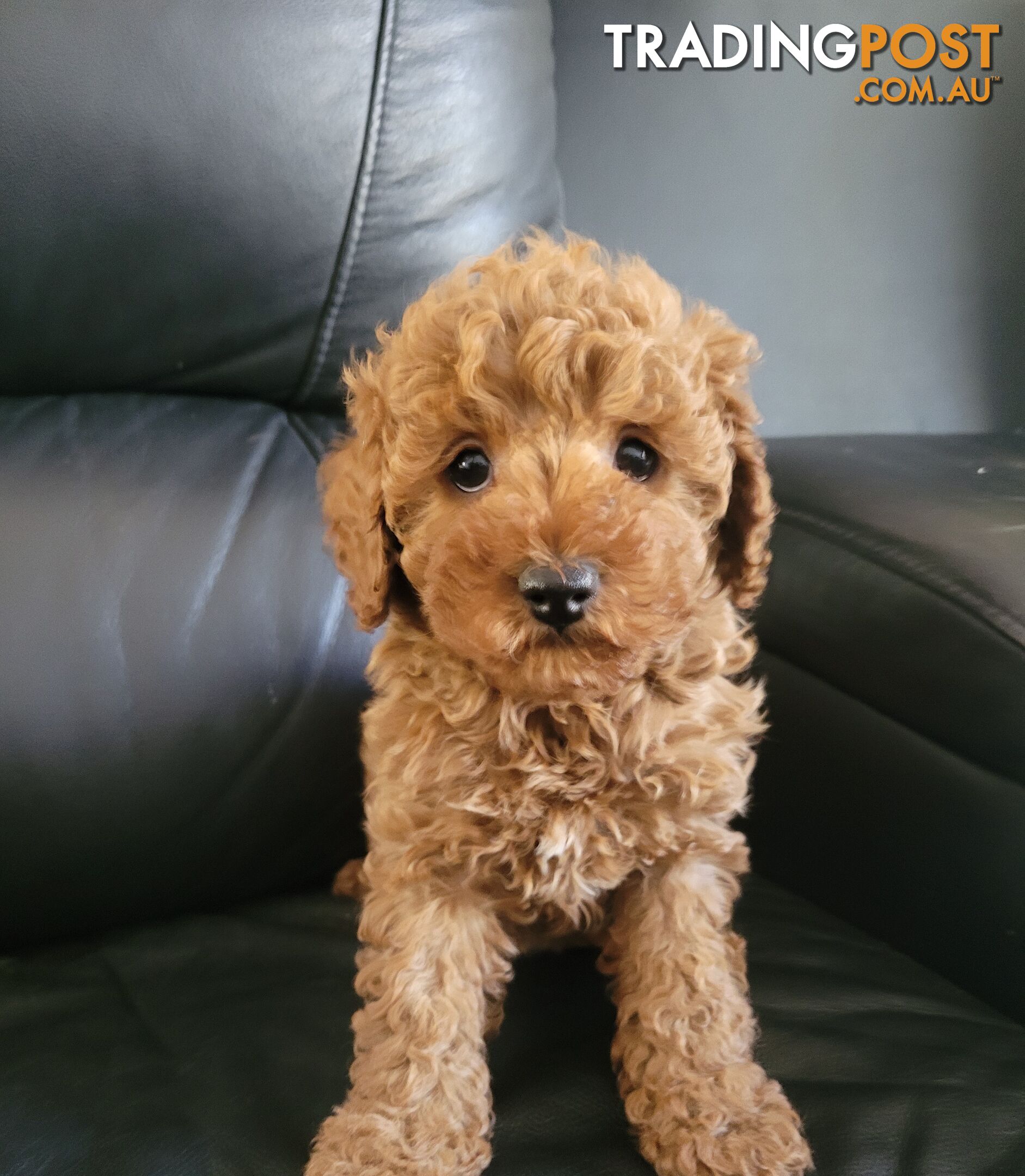 TOY CAVOODLE