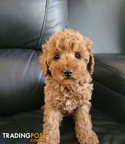 TOY CAVOODLE