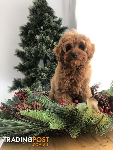 TOY CAVOODLE