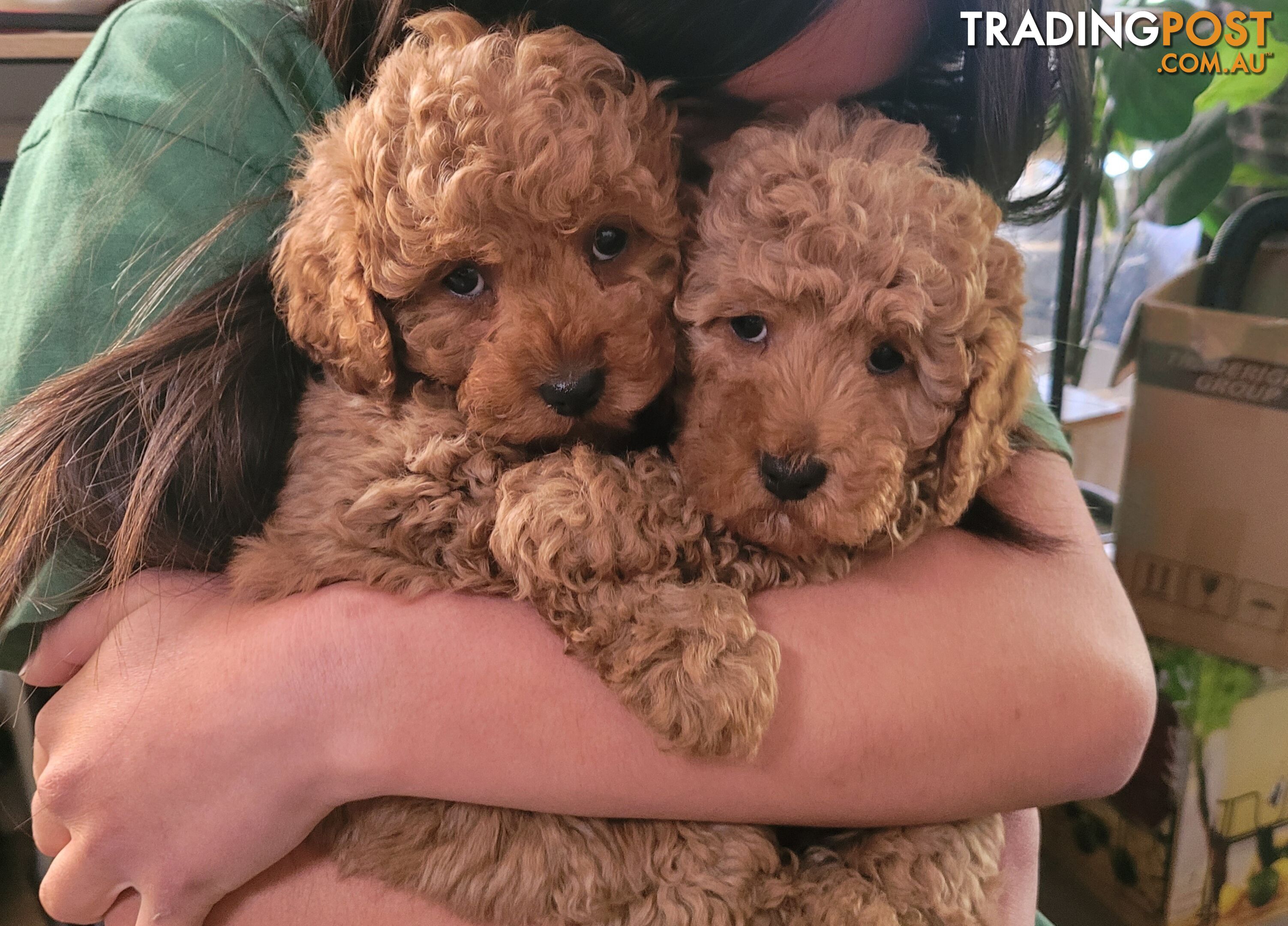 TOY CAVOODLE