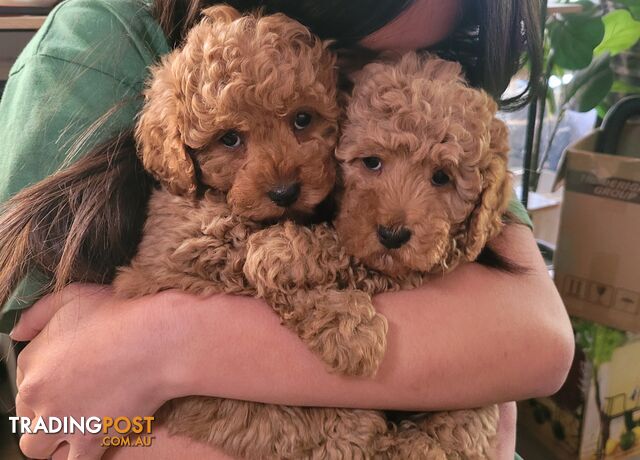 TOY CAVOODLE