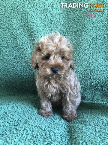 TOY CAVOODLE F1B