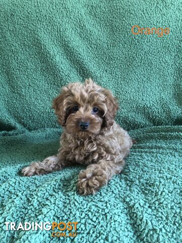 TOY CAVOODLE F1B