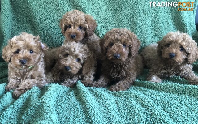 TOY CAVOODLE F1B