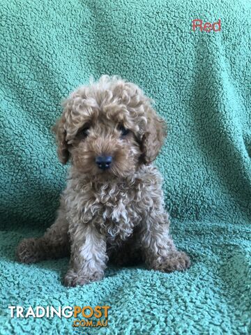 TOY CAVOODLE F1B