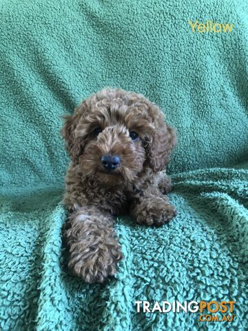 TOY CAVOODLE F1B