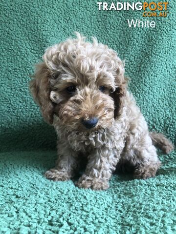 TOY CAVOODLE F1B