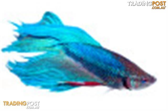 Siamese Fighting Fish, Ideal in Small Tanks from $10