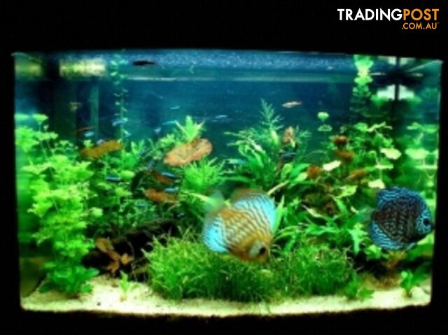  YXY2 Create a Beautiful Aquarium in your home 1