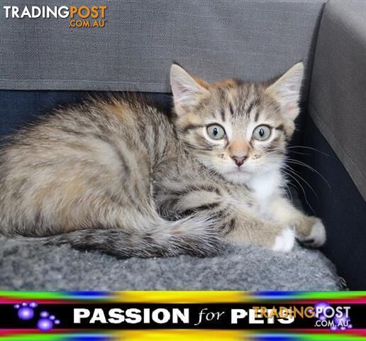  WXW1 Kitten - Domestic Short Hair Kitten, Cat - 956000009574206