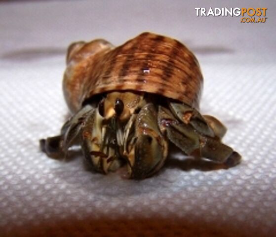  YXY1 Hermit Crabs - Assorted Sizes, Assorted Shells…
