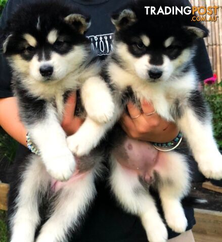 Purebred Alaskan Malamute Puppies