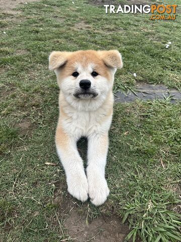 Japanese Akita