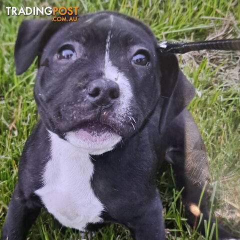 Staffordshire Bull Terrior Puppy