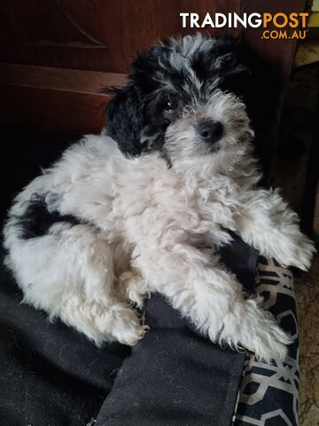 Moodles (Poodle x Maltese)