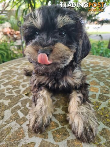 Moodles (Poodle x Maltese)