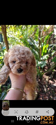 Moodles (Poodle x Maltese)