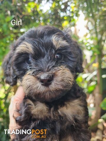 Moodles (Poodle x Maltese)