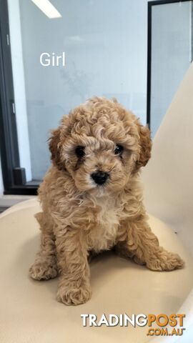 Moodles (Poodle x Maltese)