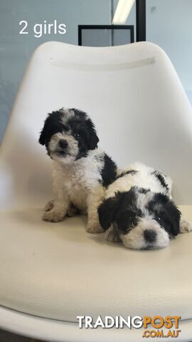 Moodles (Poodle x Maltese)