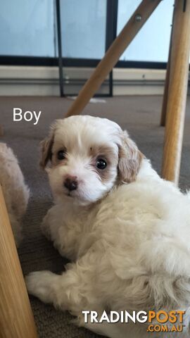 Moodles (Poodle x Maltese)