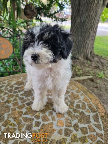 Moodles (Poodle x Maltese)