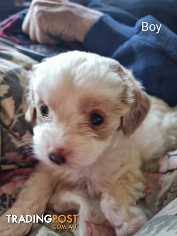 Moodles (Poodle x Maltese)