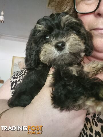 Moodles (Poodle x Maltese)