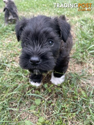 Meet your new best friend at Christmas- Miniature Schnauzers