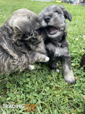 Meet your new best friend at Christmas- Miniature Schnauzers