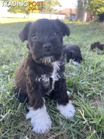 Meet your new best friend at Christmas- Miniature Schnauzers