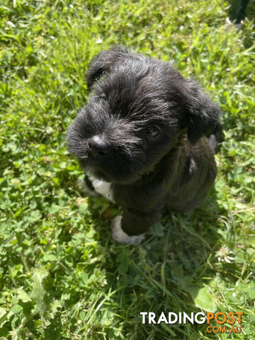 Meet your new best friend at Christmas- Miniature Schnauzers