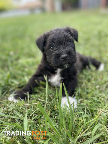 Meet your new best friend at Christmas- Miniature Schnauzers