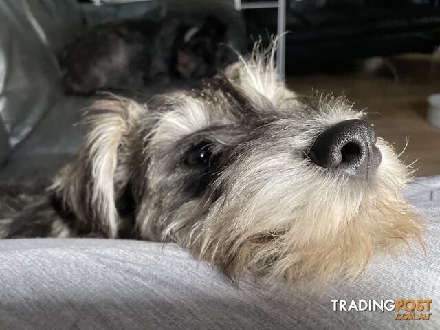 Miniature Schnauzer- gorgeous boy-desexed