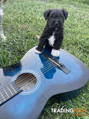 Meet your new best friend at Christmas- Miniature Schnauzers