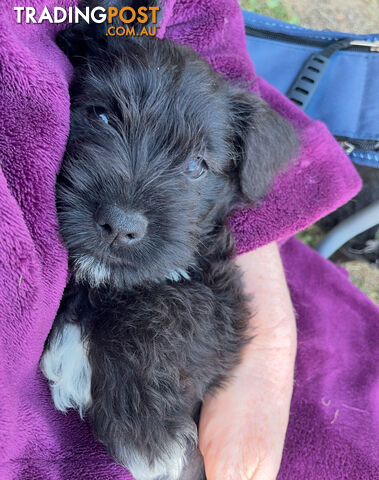 Meet your new best friend at Christmas- Miniature Schnauzers