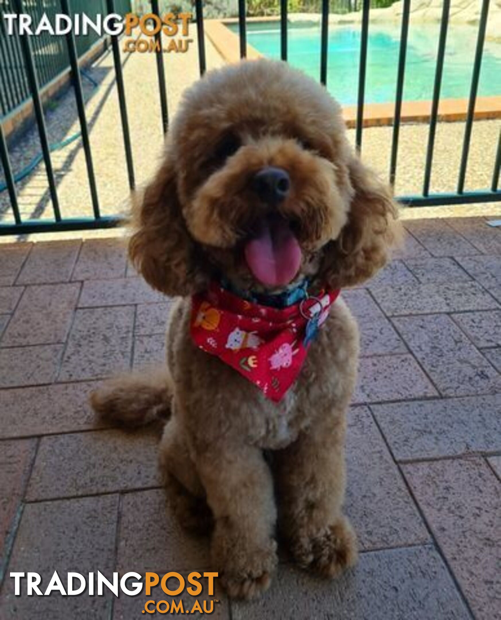 Bigger toy Poodle stud service (not for sale) DNA 100% Clear