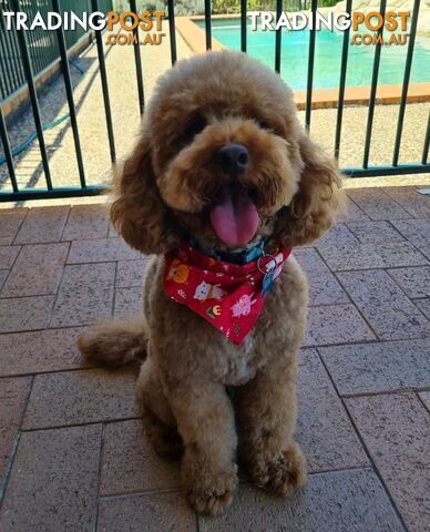 Bigger toy Poodle stud service (not for sale) DNA 100% Clear