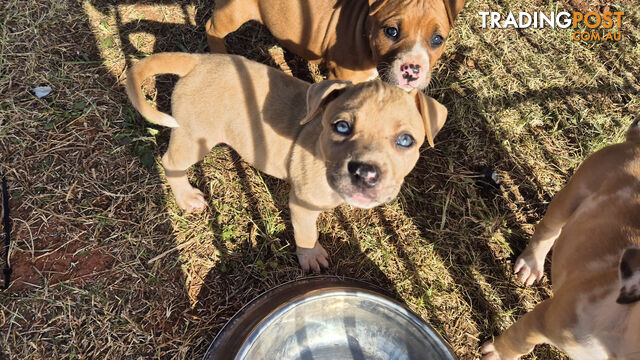 Staffy x catahoula