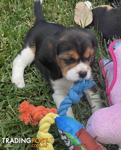 Beautiful Beaglier puppies