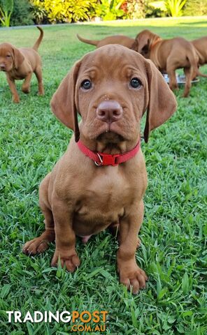 Vizsla puppies (purebred)