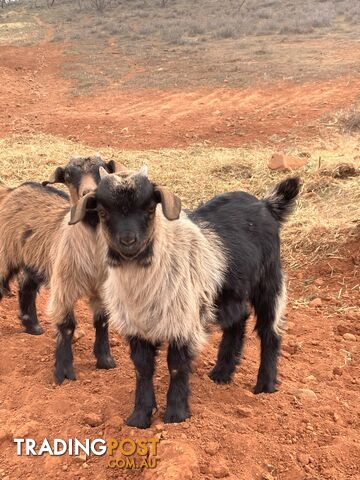 Two three month old kid goats